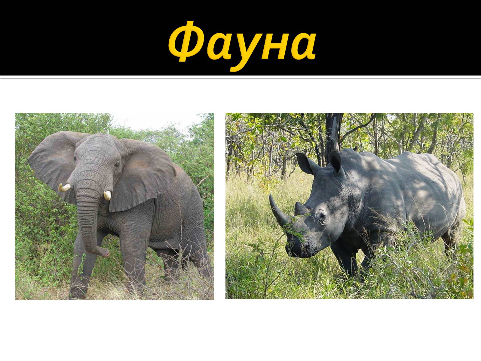 Презентація на тему «Південно-Африканська Республіка» (варіант 3) - Слайд #7 Презентація на тему «Південно-Африканська Республіка» (варіант 3) - Слайд #7