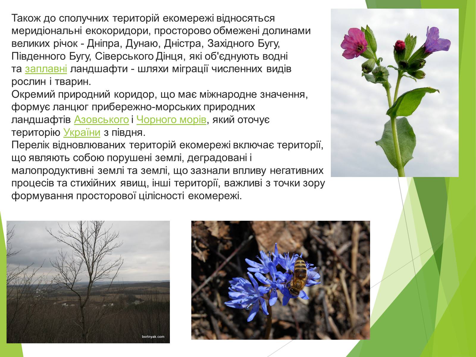 Презентація на тему «Екомережі» (варіант 2) - Слайд #9 Презентація на тему «Екомережі» (варіант 2) - Слайд #9
