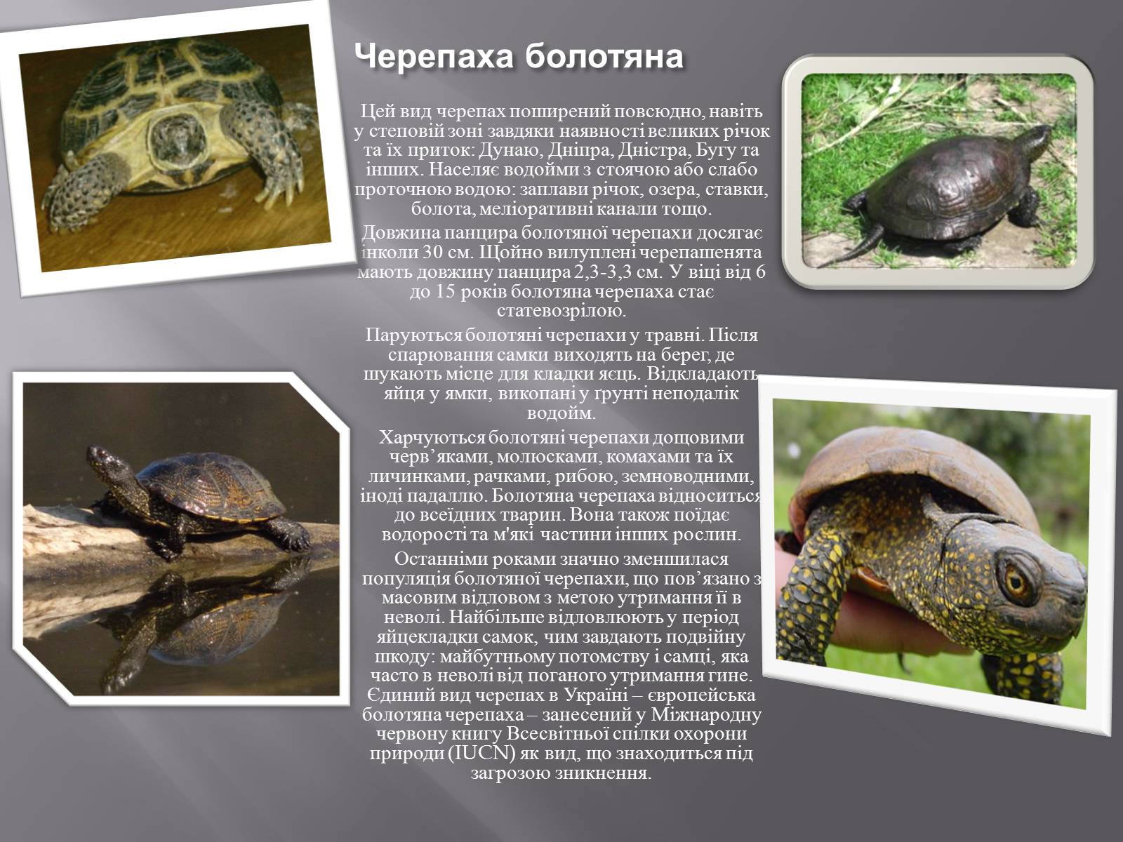 Презентація на тему «Червона Книга України. Плазуни» - Слайд #5 Презентація на тему «Червона Книга України. Плазуни» - Слайд #5