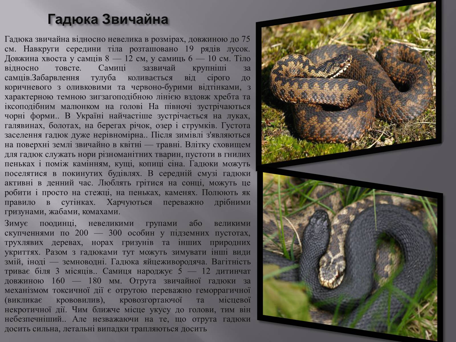 Презентація на тему «Червона Книга України. Плазуни» - Слайд #8 Презентація на тему «Червона Книга України. Плазуни» - Слайд #8