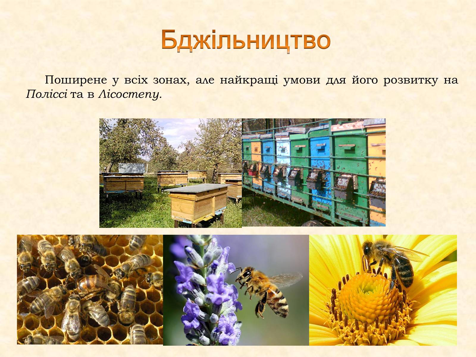 Презентація на тему «Тваринництво» (варіант 2) - Слайд #13 Презентація на тему «Тваринництво» (варіант 2) - Слайд #13