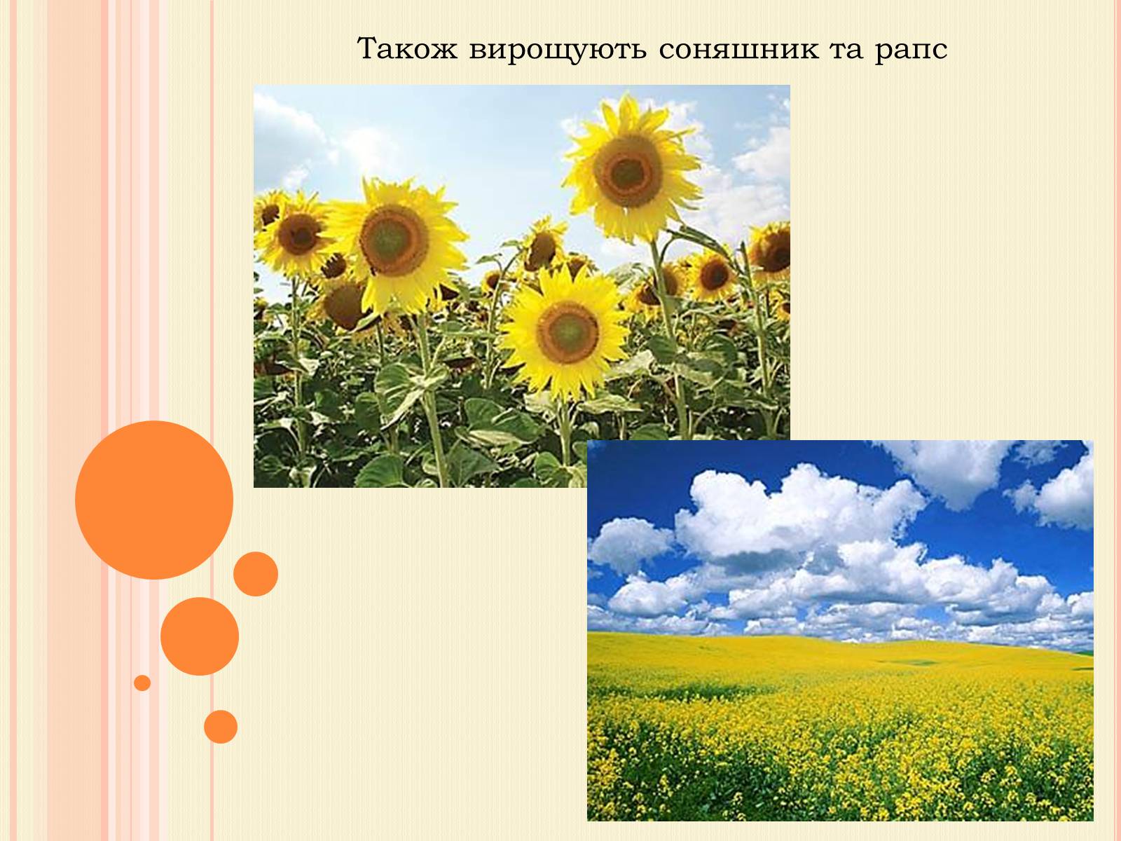 Презентація на тему «Рослинництво» (варіант 1) - Слайд #10 Презентація на тему «Рослинництво» (варіант 1) - Слайд #10