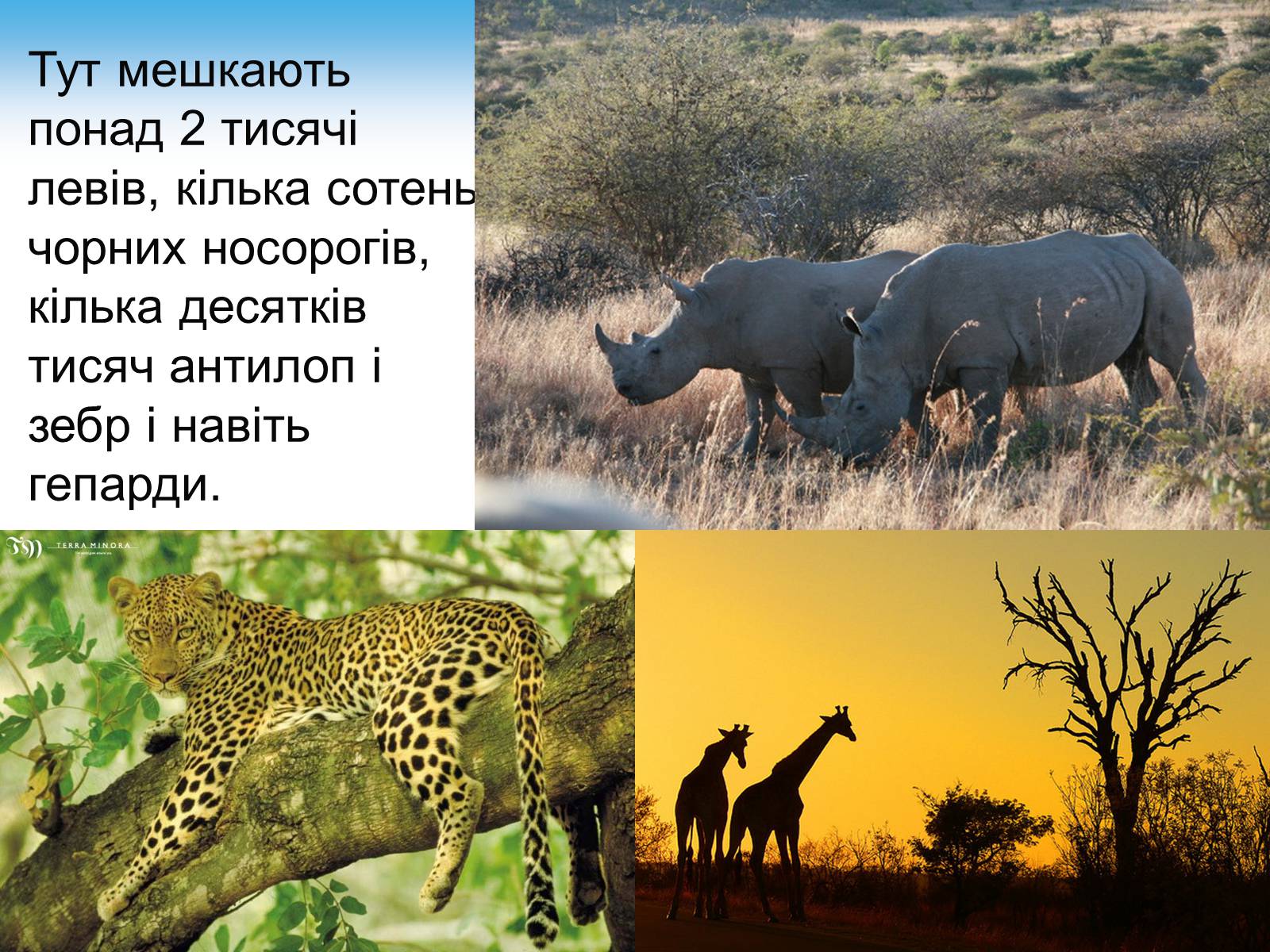 Презентація на тему «Південно-Африканська Республіка» (варіант 7) - Слайд #21 Презентація на тему «Південно-Африканська Республіка» (варіант 7) - Слайд #21