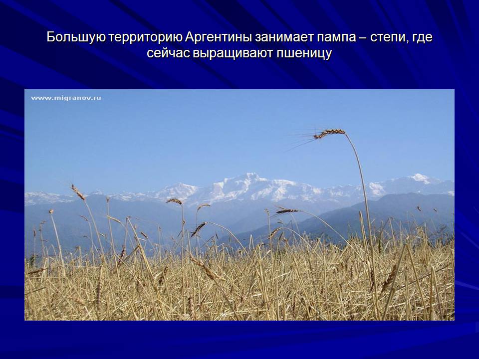 Презентація на тему «Аргентина» (варіант 10) - Слайд #11 Презентація на тему «Аргентина» (варіант 10) - Слайд #11
