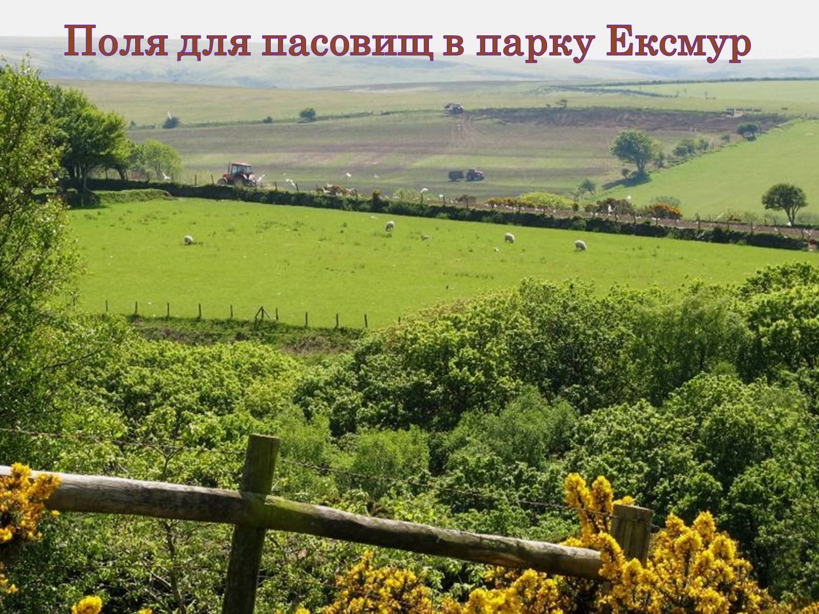 Презентація на тему «Природні парки Великобританії» - Слайд #10 Презентація на тему «Природні парки Великобританії» - Слайд #10