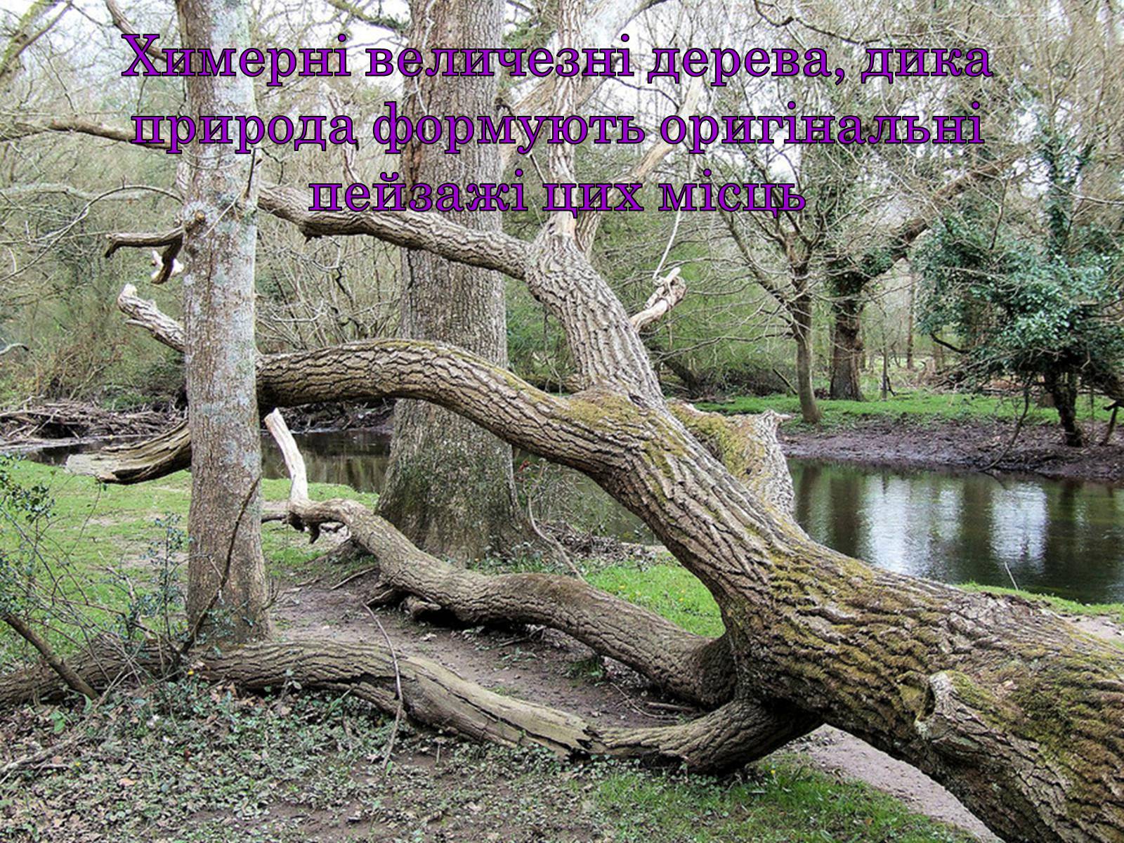 Презентація на тему «Природні парки Великобританії» - Слайд #18 Презентація на тему «Природні парки Великобританії» - Слайд #18