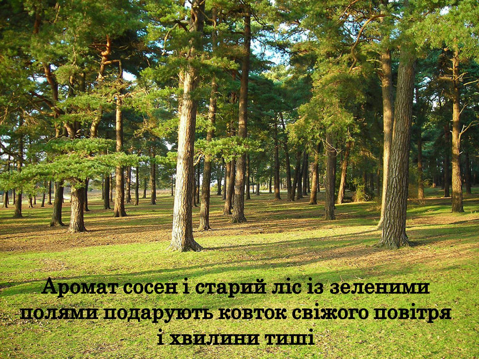 Презентація на тему «Природні парки Великобританії» - Слайд #19 Презентація на тему «Природні парки Великобританії» - Слайд #19