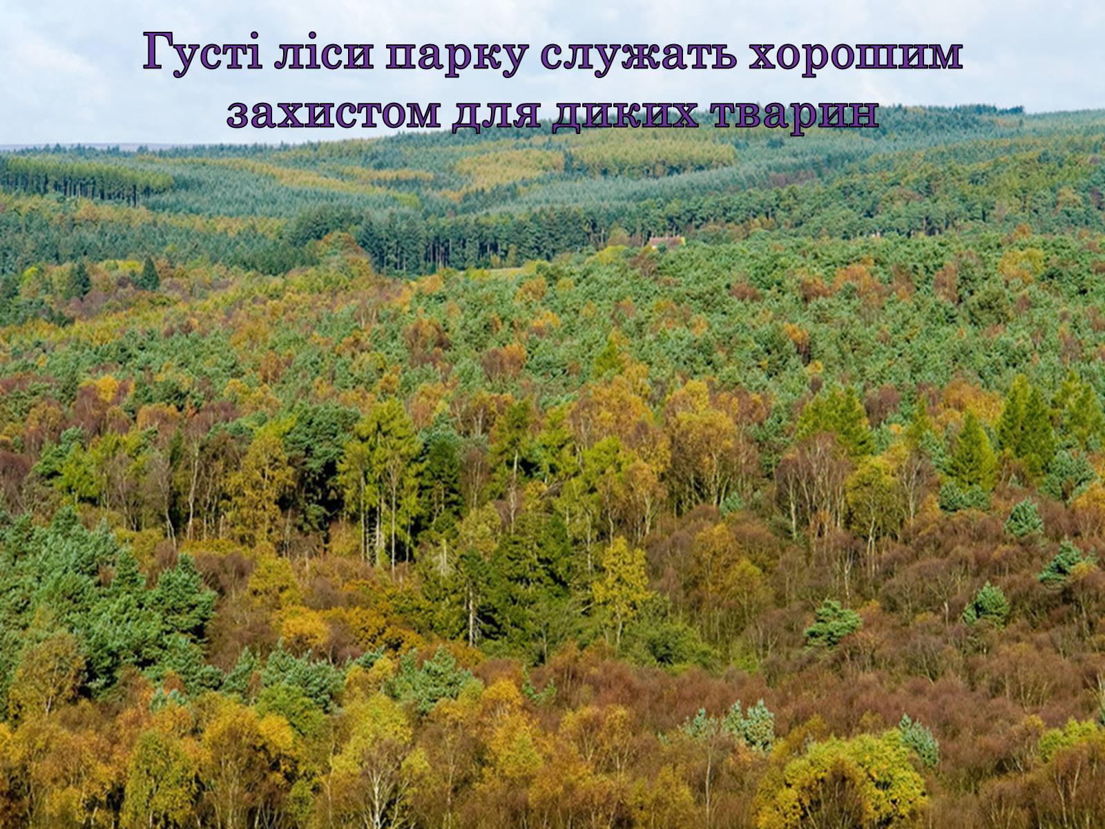 Презентація на тему «Природні парки Великобританії» - Слайд #22 Презентація на тему «Природні парки Великобританії» - Слайд #22