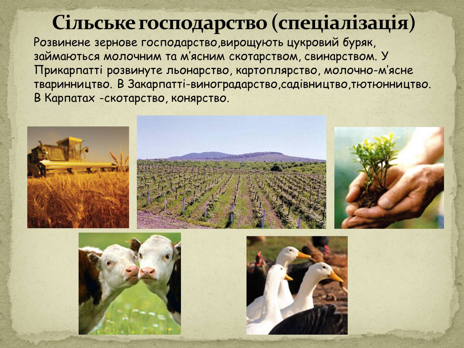 Презентація на тему «Карпатський економічний район» (варіант 2) - Слайд #11 Презентація на тему «Карпатський економічний район» (варіант 2) - Слайд #11