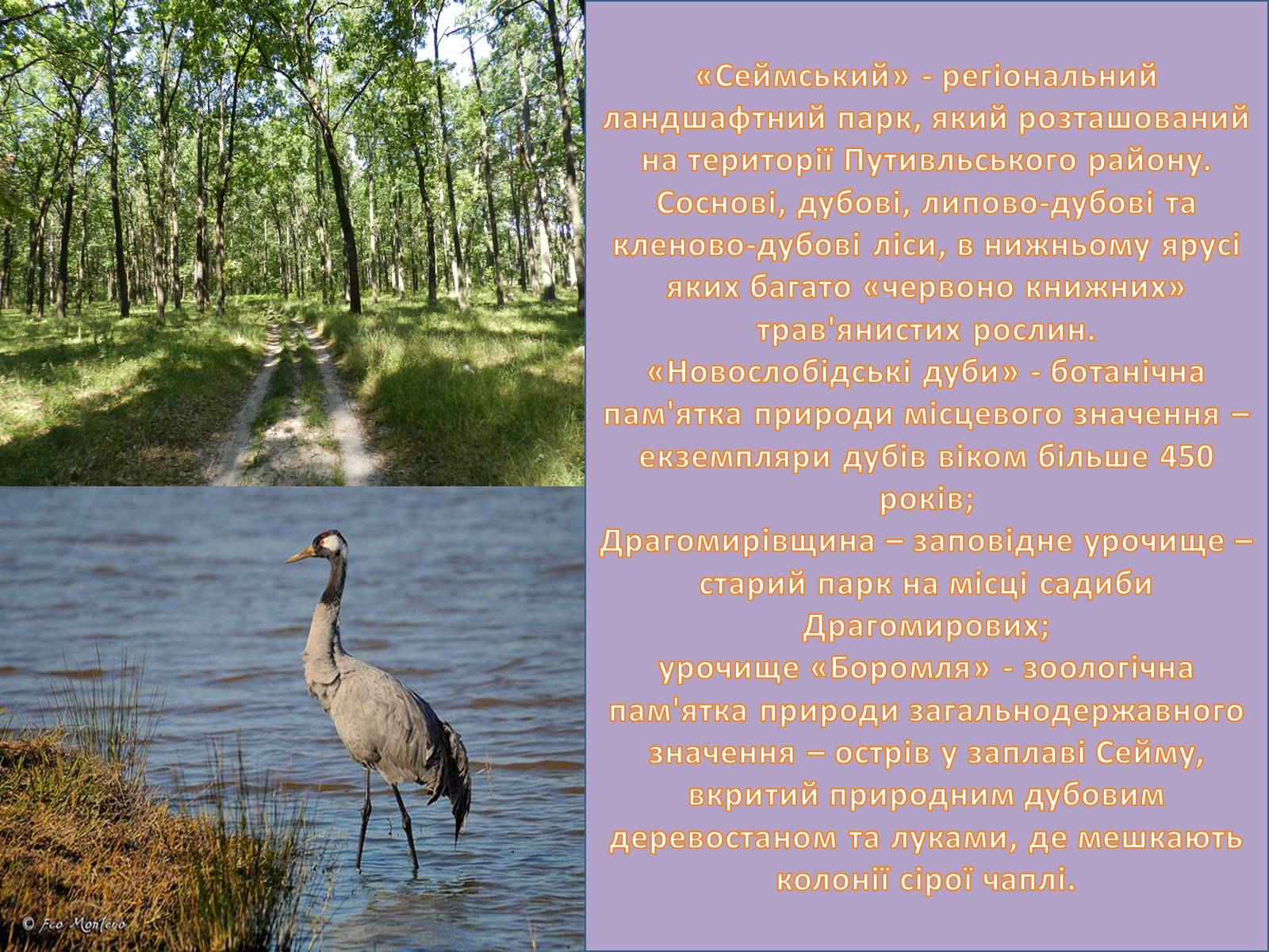 Презентація на тему «Заповідні місця та охороняємі об’єкти Сумщини» - Слайд #6 Презентація на тему «Заповідні місця та охороняємі об’єкти Сумщини» - Слайд #6