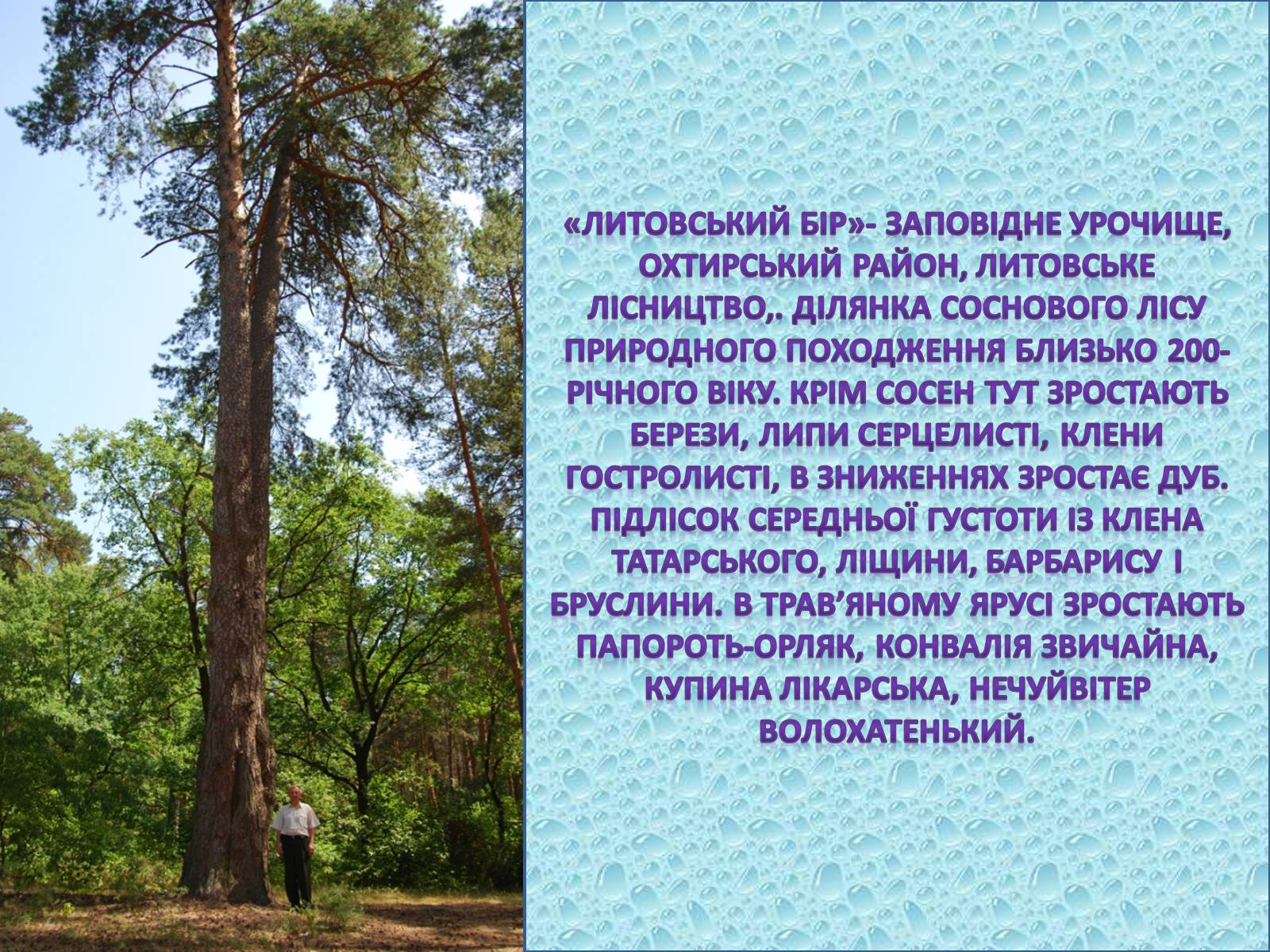Презентація на тему «Заповідні місця та охороняємі об’єкти Сумщини» - Слайд #9 Презентація на тему «Заповідні місця та охороняємі об’єкти Сумщини» - Слайд #9