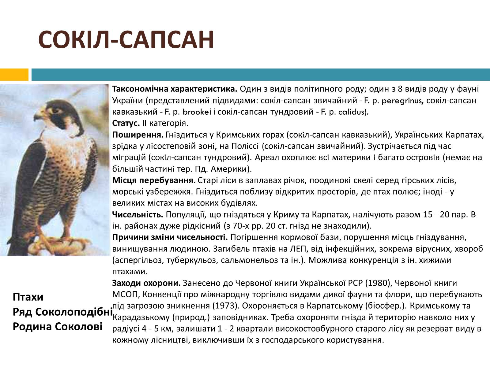 Презентація на тему «Червона книга україни» (варіант 4) - Слайд #12 Презентація на тему «Червона книга україни» (варіант 4) - Слайд #12
