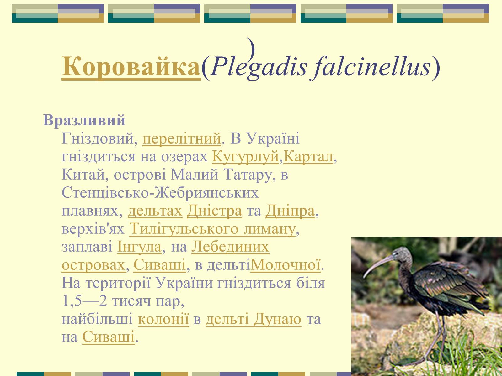 Презентація на тему «Червона книга України» (варіант 11) - Слайд #10 Презентація на тему «Червона книга України» (варіант 11) - Слайд #10