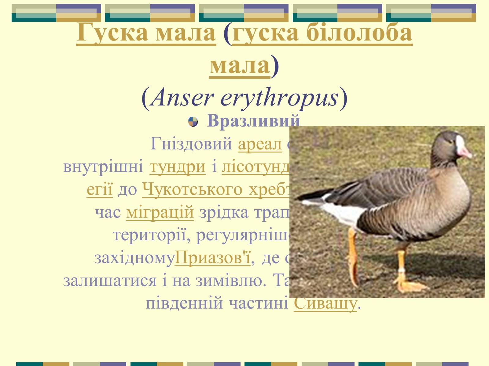 Презентація на тему «Червона книга України» (варіант 11) - Слайд #14 Презентація на тему «Червона книга України» (варіант 11) - Слайд #14