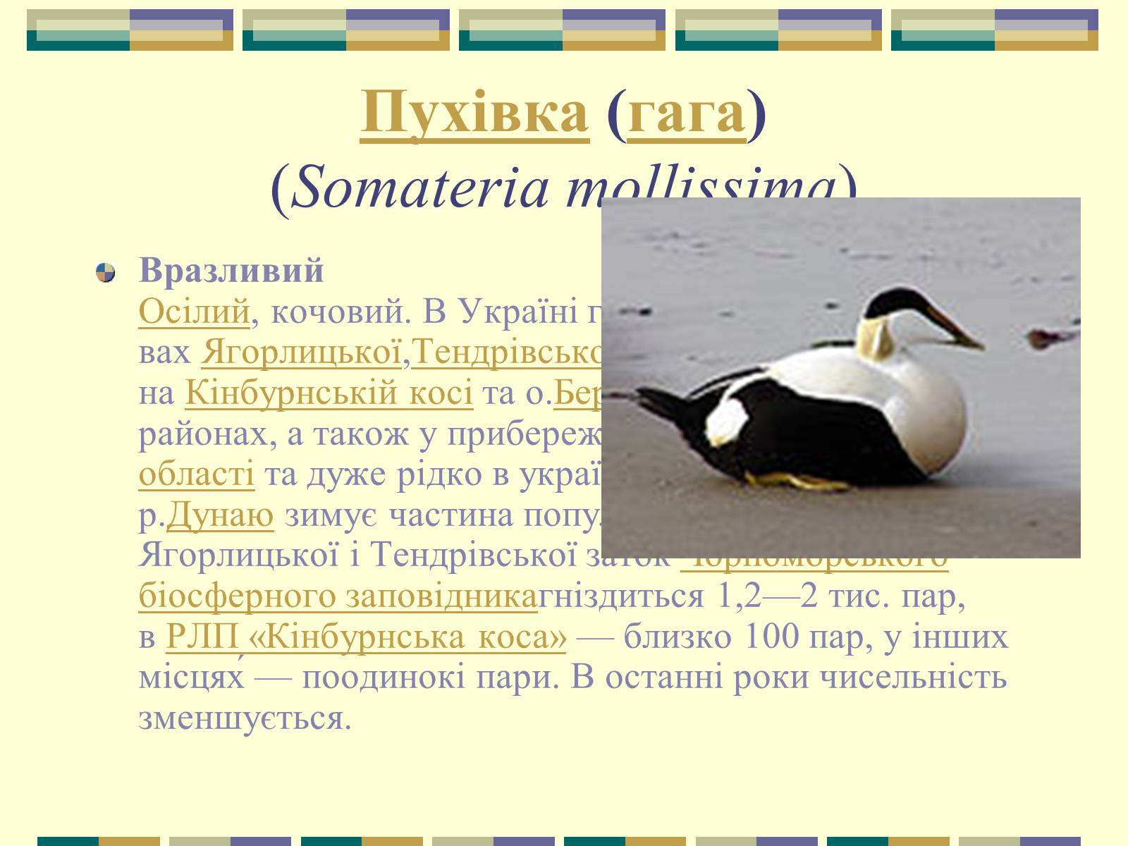 Презентація на тему «Червона книга України» (варіант 11) - Слайд #21 Презентація на тему «Червона книга України» (варіант 11) - Слайд #21