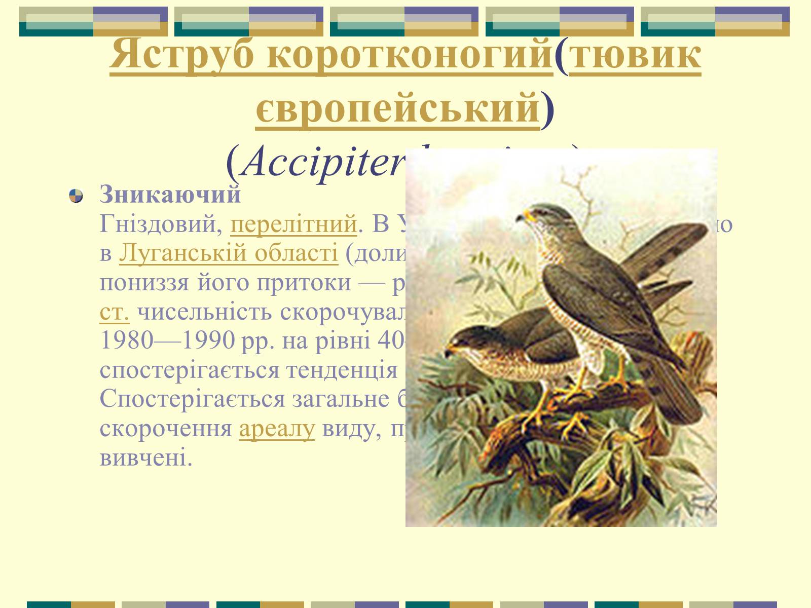 Презентація на тему «Червона книга України» (варіант 11) - Слайд #31 Презентація на тему «Червона книга України» (варіант 11) - Слайд #31