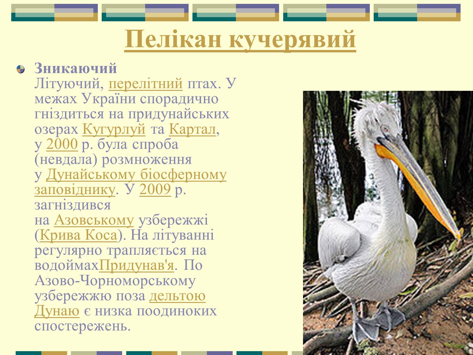 Презентація на тему «Червона книга України» (варіант 11) - Слайд #4 Презентація на тему «Червона книга України» (варіант 11) - Слайд #4