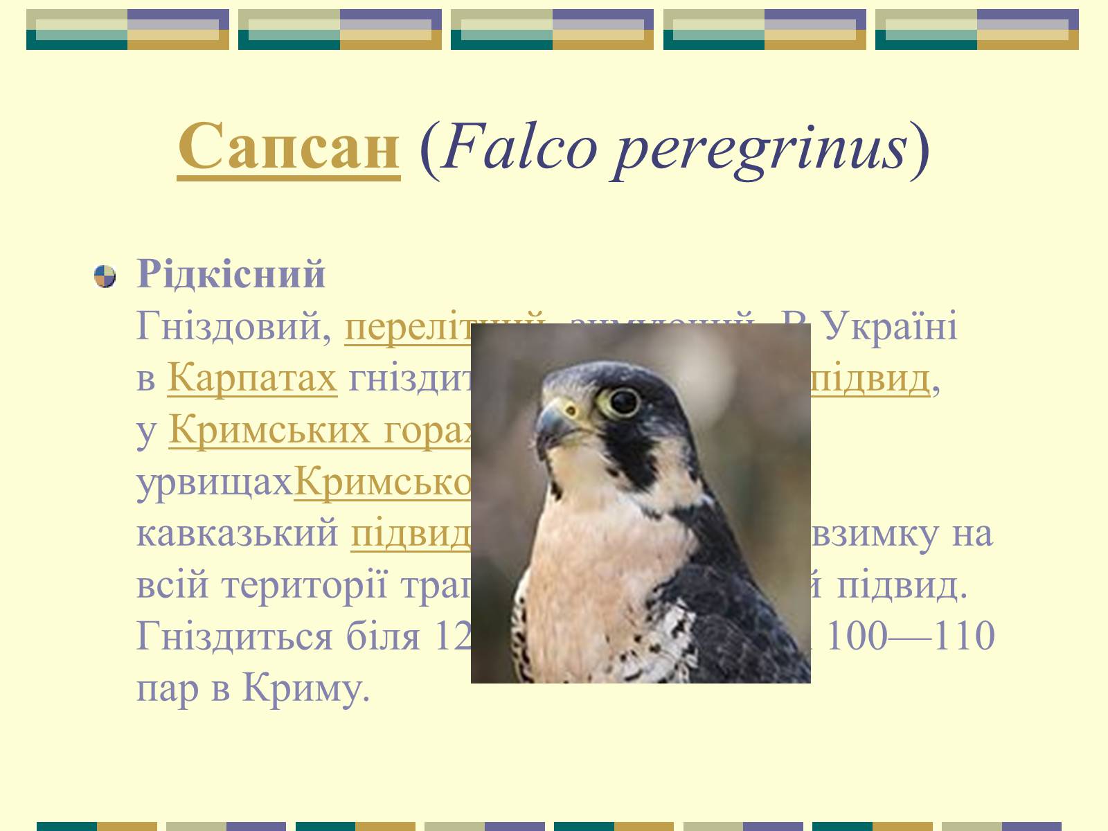 Презентація на тему «Червона книга України» (варіант 11) - Слайд #45 Презентація на тему «Червона книга України» (варіант 11) - Слайд #45