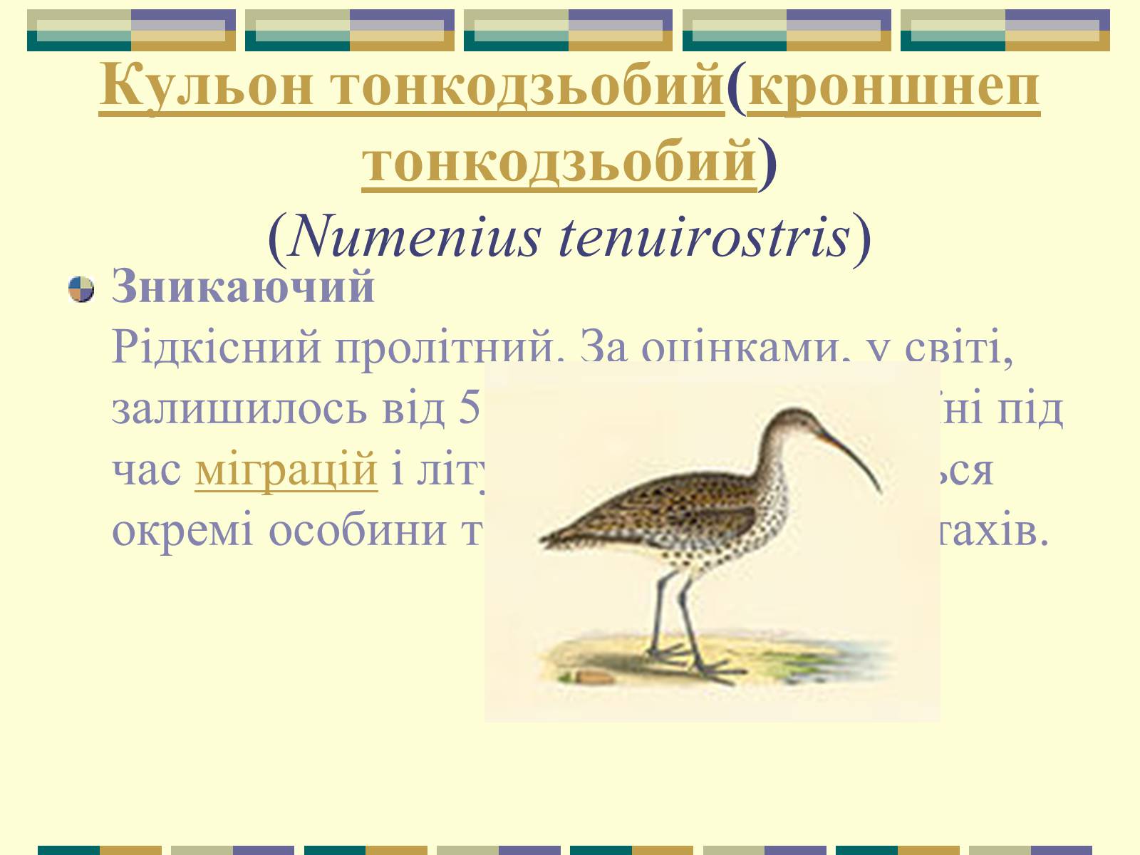 Презентація на тему «Червона книга України» (варіант 11) - Слайд #65 Презентація на тему «Червона книга України» (варіант 11) - Слайд #65