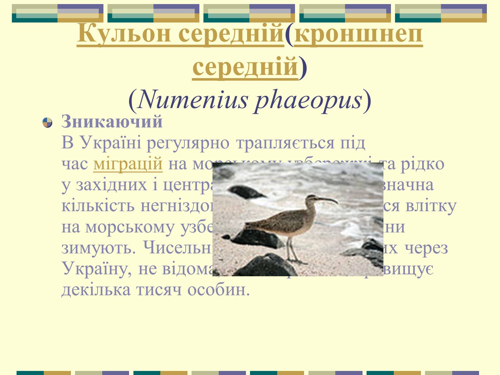 Презентація на тему «Червона книга України» (варіант 11) - Слайд #67 Презентація на тему «Червона книга України» (варіант 11) - Слайд #67