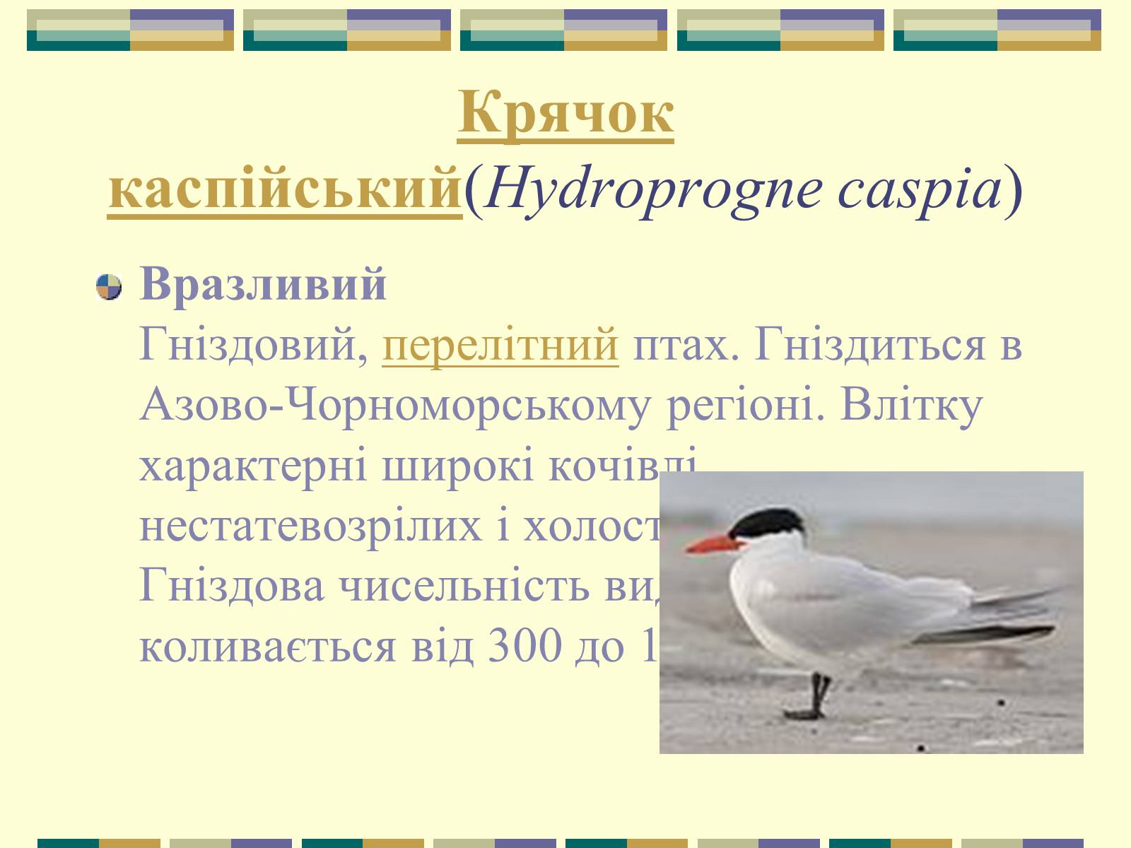 Презентація на тему «Червона книга України» (варіант 11) - Слайд #71 Презентація на тему «Червона книга України» (варіант 11) - Слайд #71