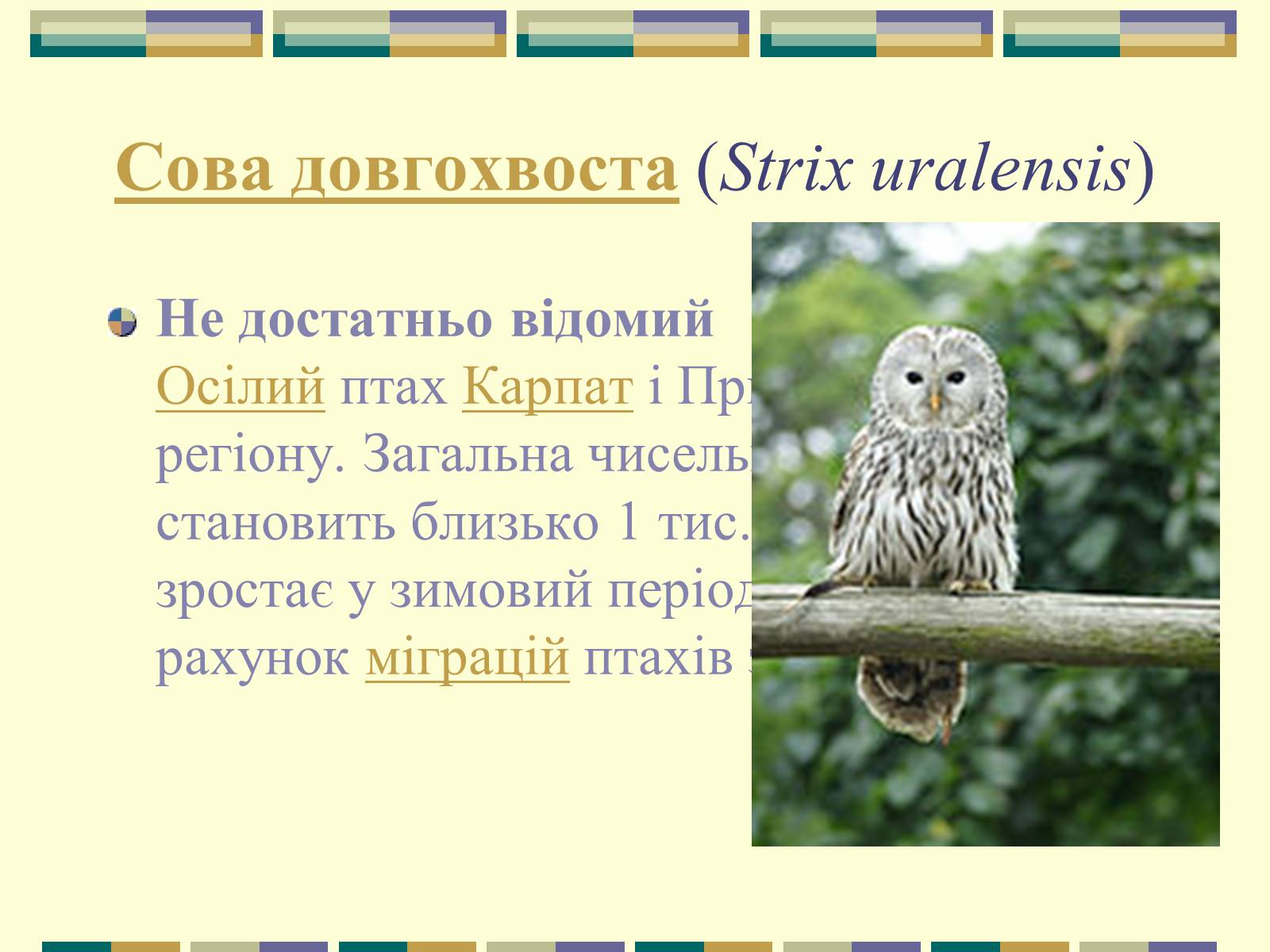 Презентація на тему «Червона книга України» (варіант 11) - Слайд #81 Презентація на тему «Червона книга України» (варіант 11) - Слайд #81