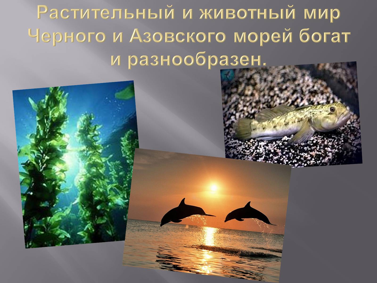 Презентація на тему «Сохранение Азовского и Чёрного морей» - Слайд #3 Презентація на тему «Сохранение Азовского и Чёрного морей» - Слайд #3