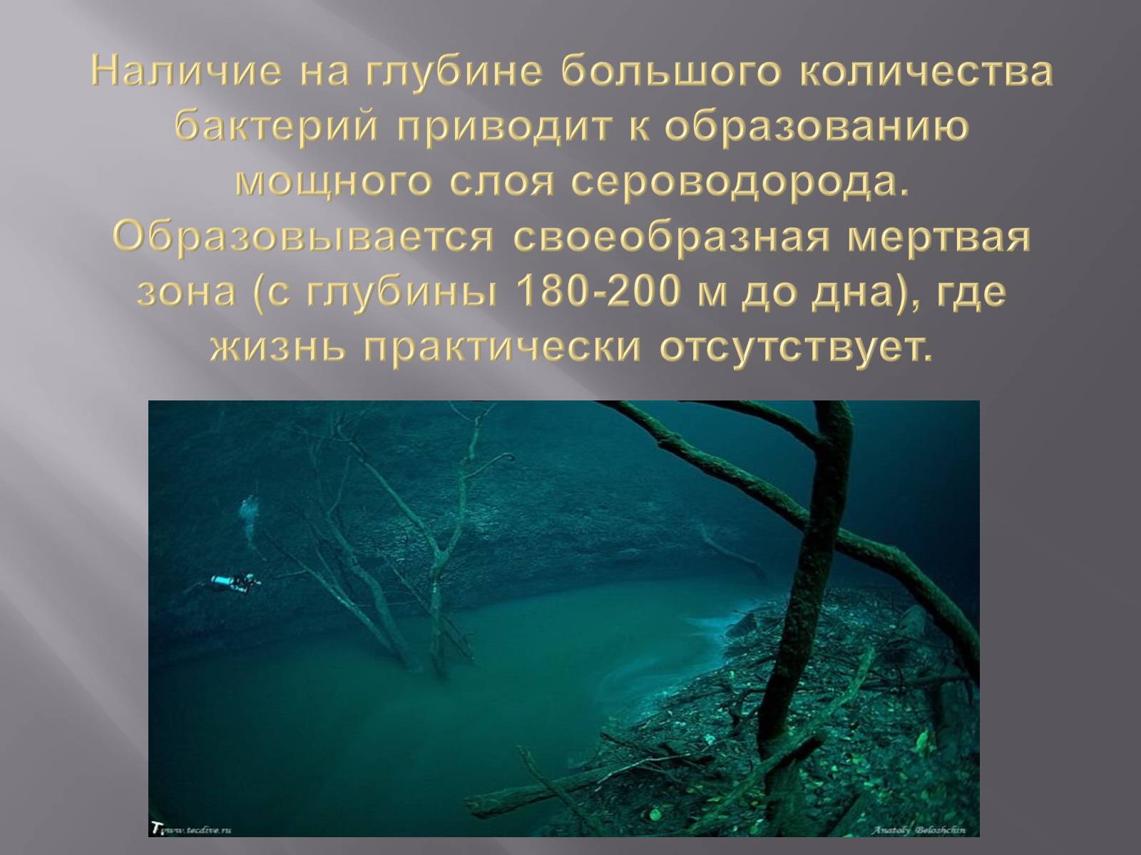 Презентація на тему «Сохранение Азовского и Чёрного морей» - Слайд #4 Презентація на тему «Сохранение Азовского и Чёрного морей» - Слайд #4