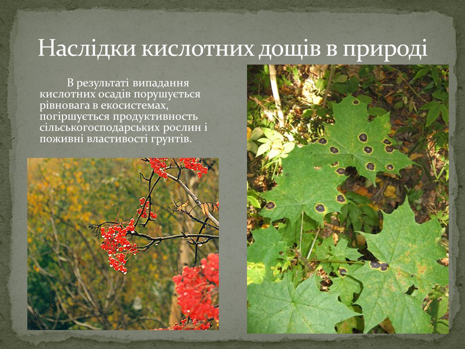 Презентація на тему «Кислотні дощі» (варіант 15) - Слайд #8 Презентація на тему «Кислотні дощі» (варіант 15) - Слайд #8