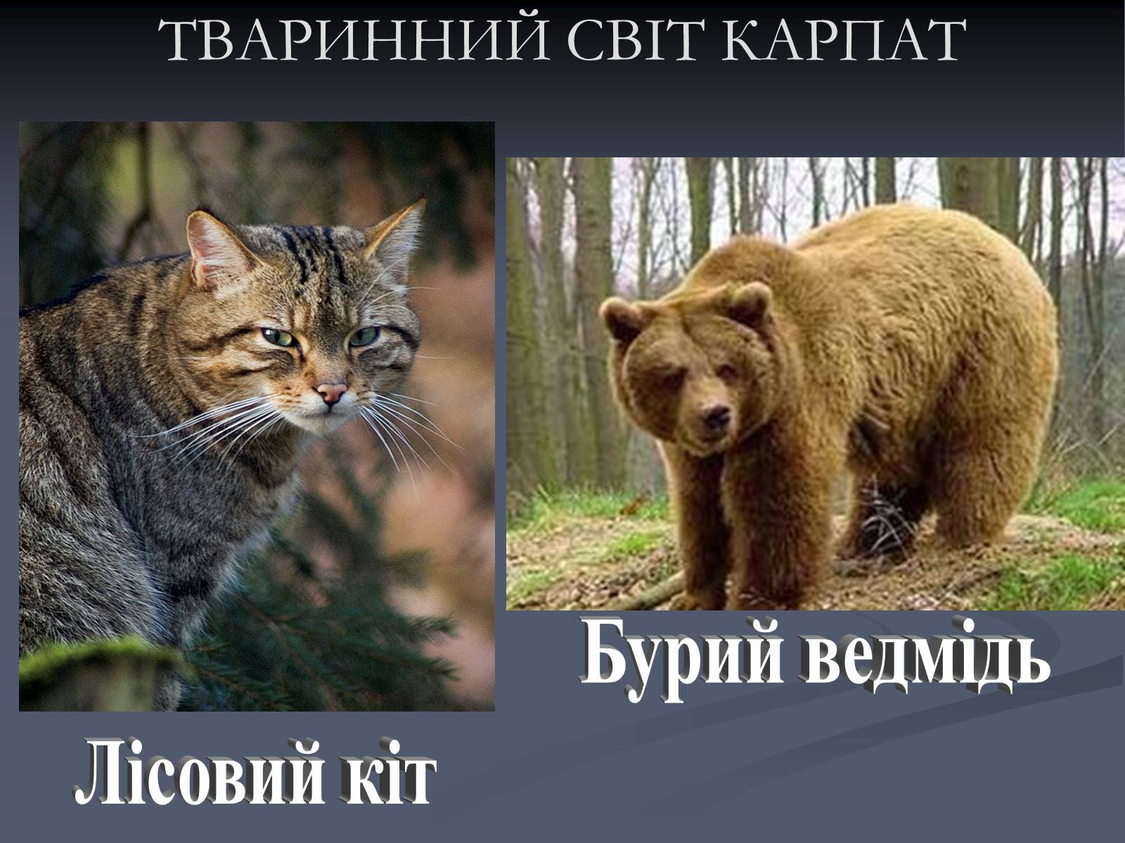 Презентація на тему «Карпатський економічний район» (варіант 5) - Слайд #16 Презентація на тему «Карпатський економічний район» (варіант 5) - Слайд #16