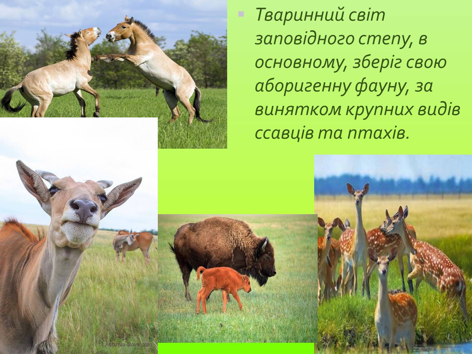 Презентація на тему «Заповідна мережа України» (варіант 1) - Слайд #10 Презентація на тему «Заповідна мережа України» (варіант 1) - Слайд #10
