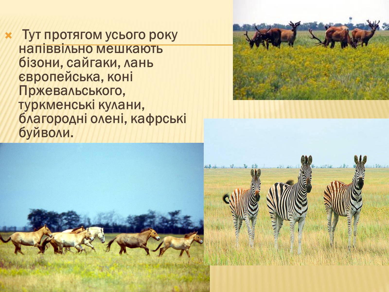 Презентація на тему «Заповідна мережа України» (варіант 1) - Слайд #11 Презентація на тему «Заповідна мережа України» (варіант 1) - Слайд #11