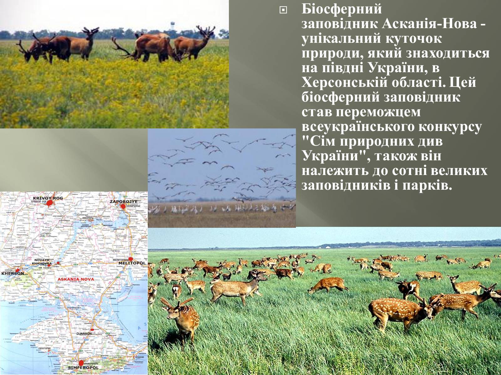 Презентація на тему «Заповідна мережа України» (варіант 1) - Слайд #6 Презентація на тему «Заповідна мережа України» (варіант 1) - Слайд #6