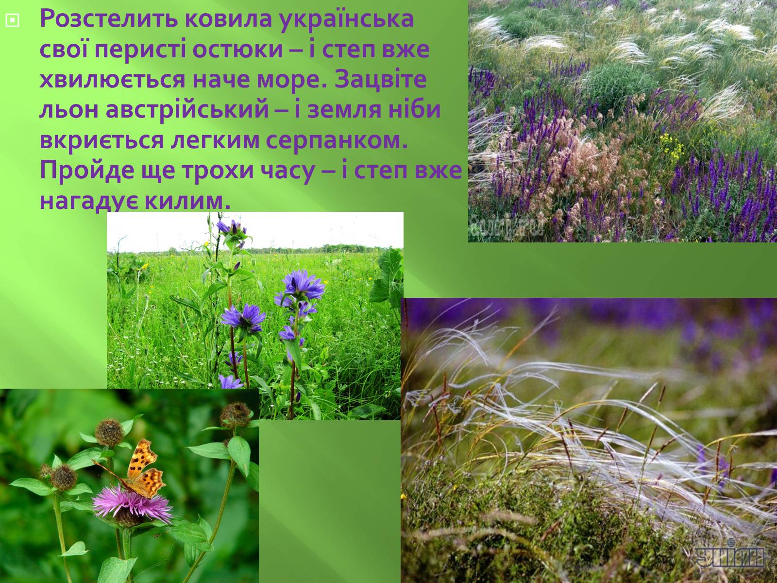 Презентація на тему «Заповідна мережа України» (варіант 1) - Слайд #9 Презентація на тему «Заповідна мережа України» (варіант 1) - Слайд #9