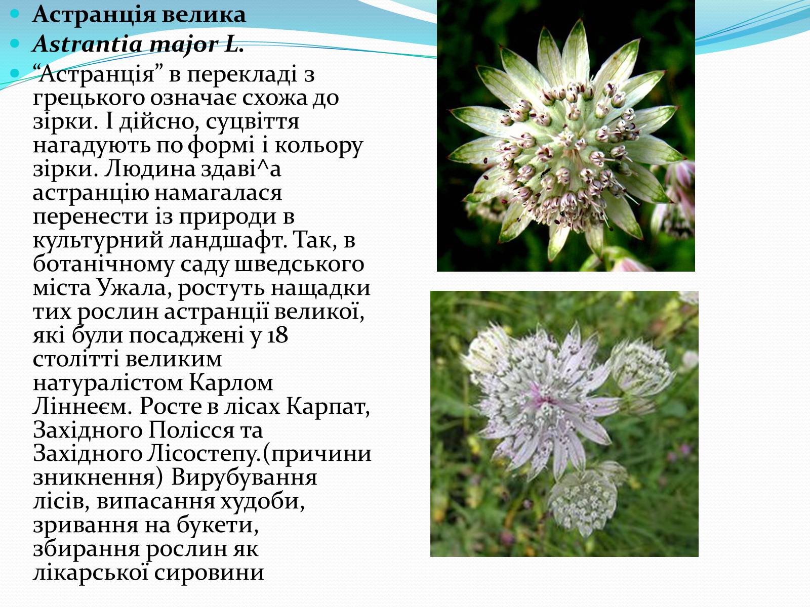 Презентація на тему «Червона книга» (варіант 3) - Слайд #5 Презентація на тему «Червона книга» (варіант 3) - Слайд #5