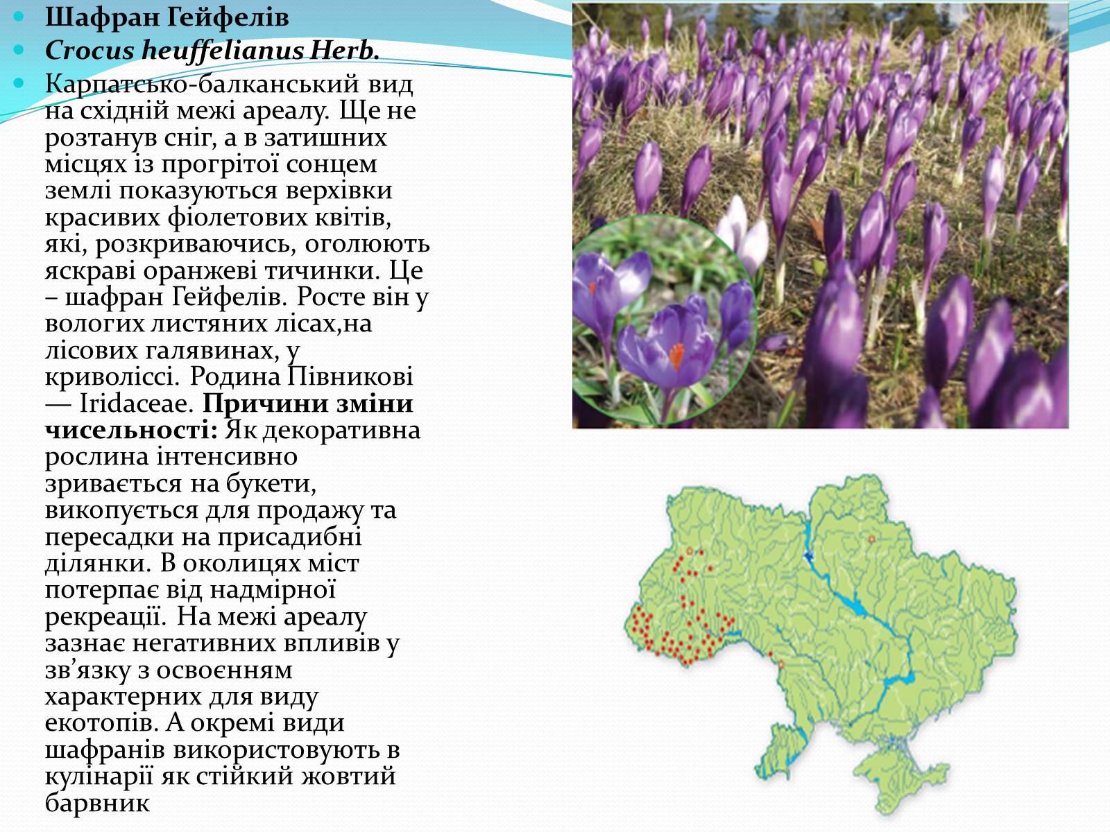 Презентація на тему «Червона книга» (варіант 3) - Слайд #6 Презентація на тему «Червона книга» (варіант 3) - Слайд #6