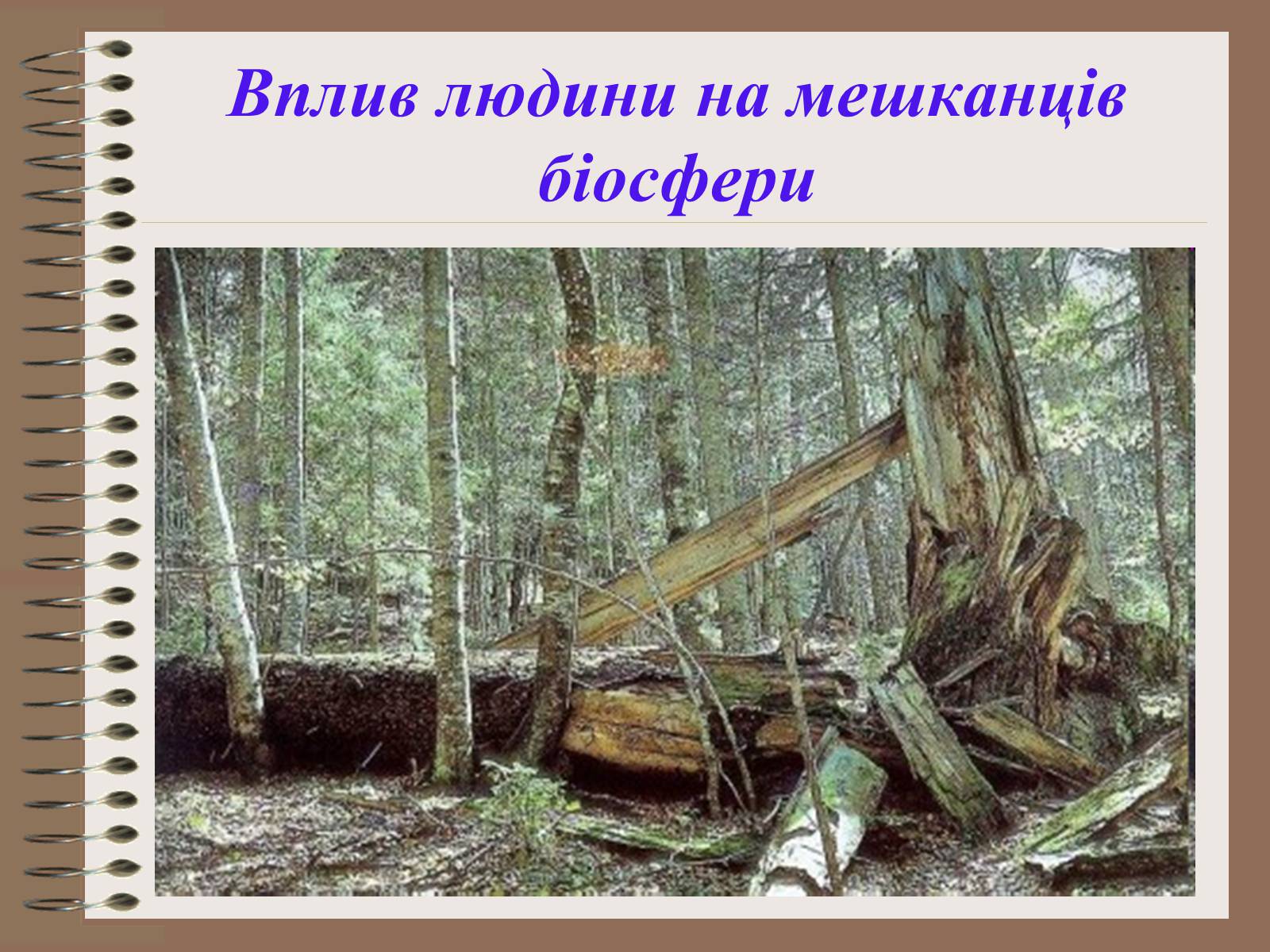 Презентація на тему «Людина і біосфера. Охорона біосфери» (варіант 1) - Слайд #20 Презентація на тему «Людина і біосфера. Охорона біосфери» (варіант 1) - Слайд #20