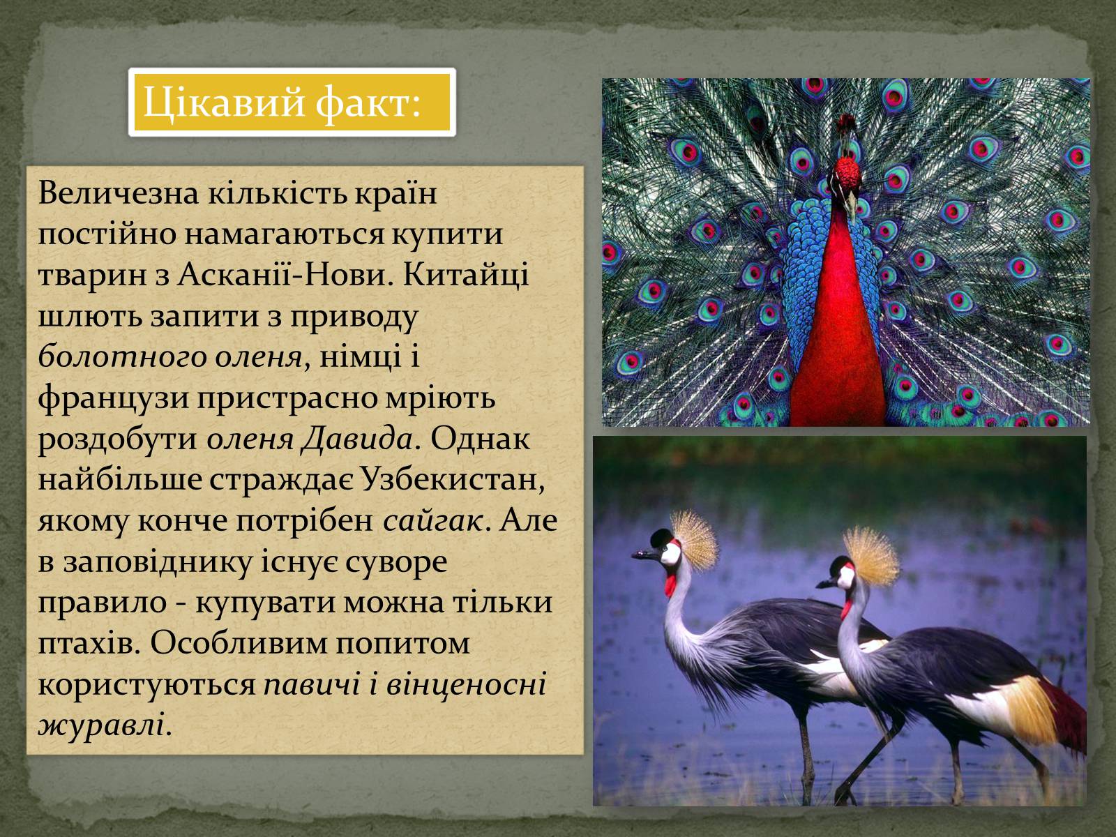 Презентація на тему «Асканія Нова» (варіант 4) - Слайд #11 Презентація на тему «Асканія Нова» (варіант 4) - Слайд #11