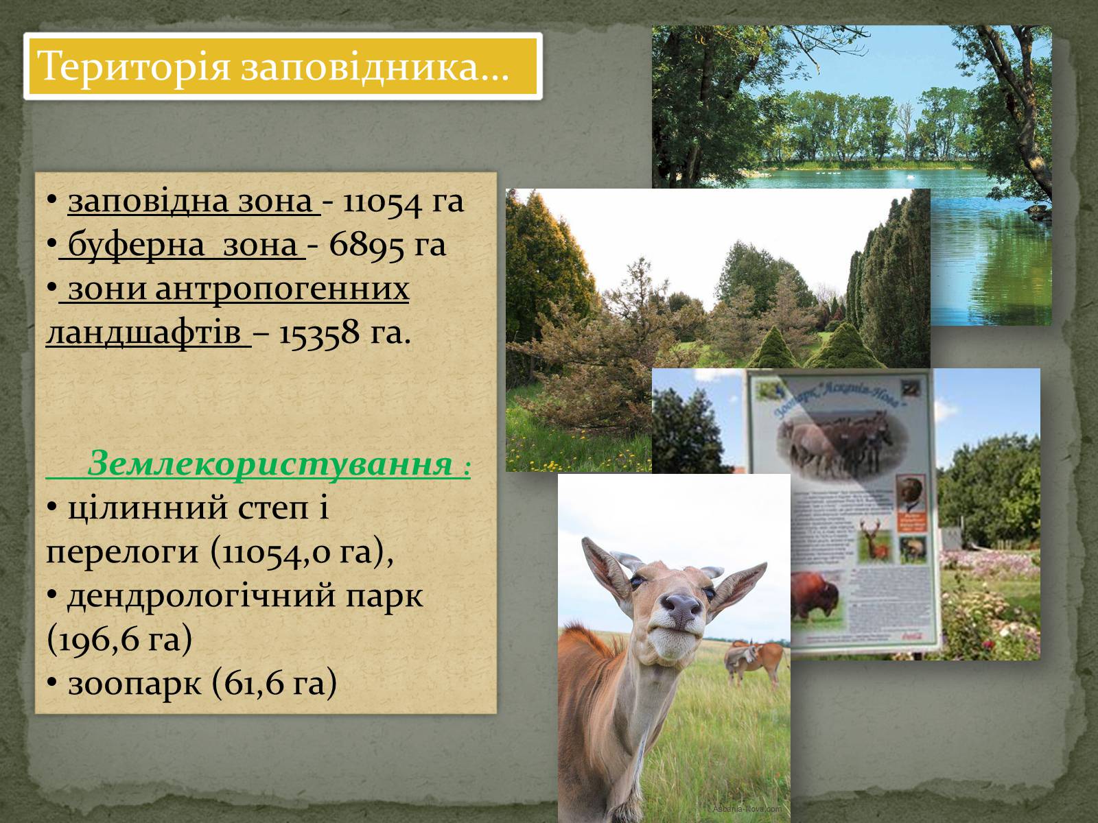 Презентація на тему «Асканія Нова» (варіант 4) - Слайд #4 Презентація на тему «Асканія Нова» (варіант 4) - Слайд #4