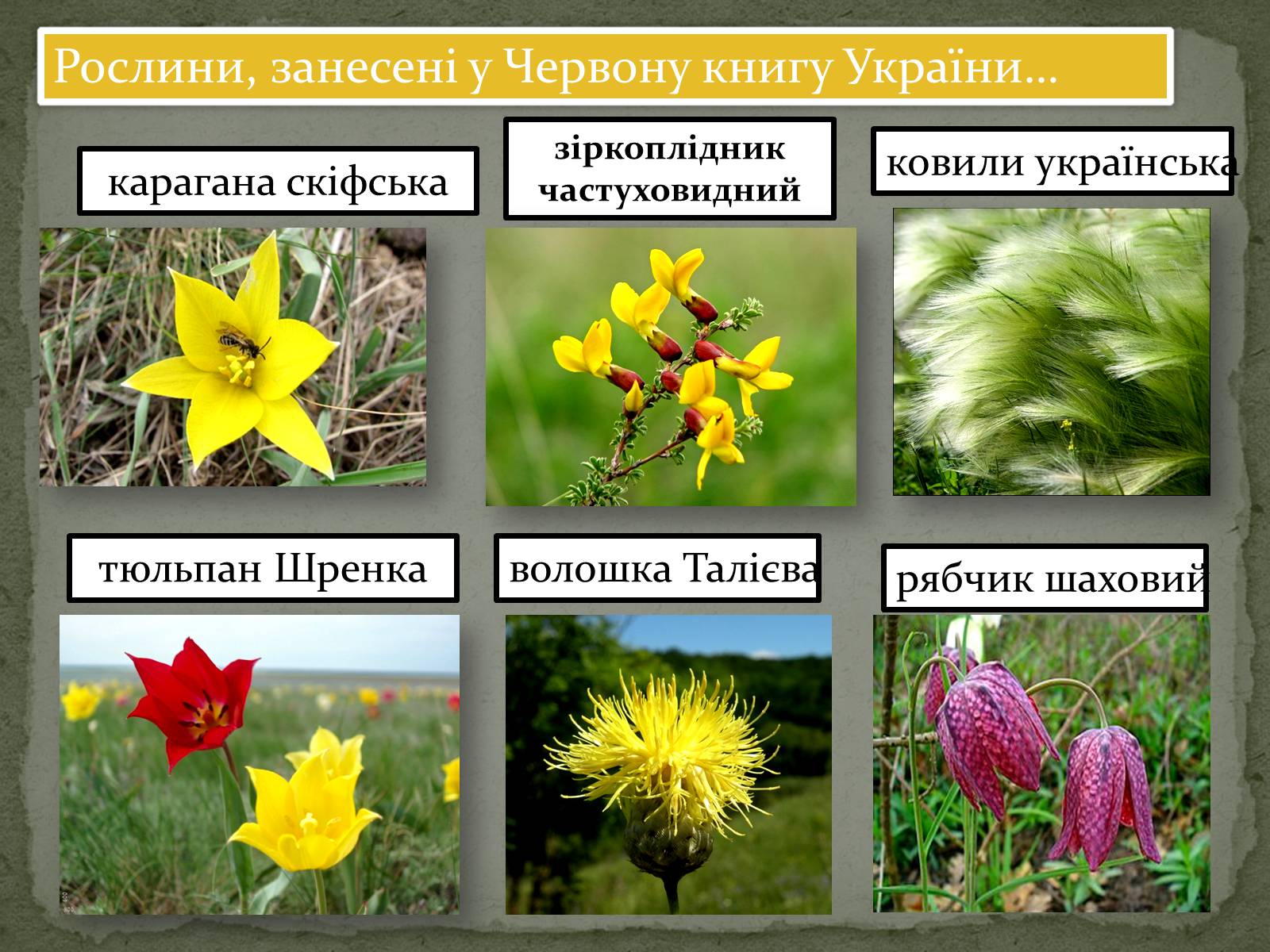 Презентація на тему «Асканія Нова» (варіант 4) - Слайд #5 Презентація на тему «Асканія Нова» (варіант 4) - Слайд #5