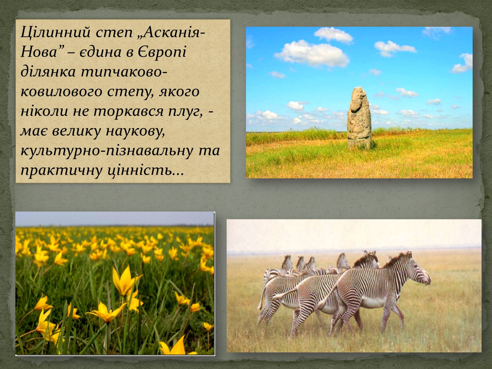 Презентація на тему «Асканія Нова» (варіант 4) - Слайд #6 Презентація на тему «Асканія Нова» (варіант 4) - Слайд #6