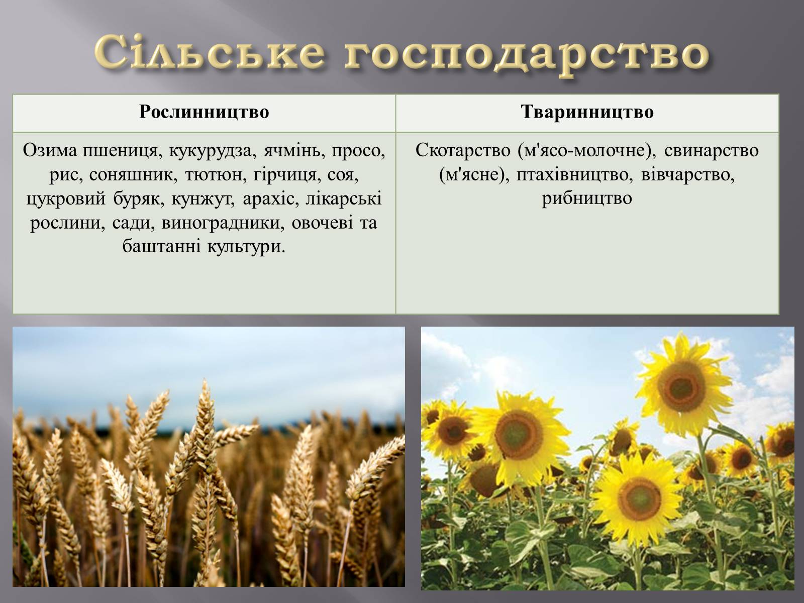 Презентація на тему «Причорноморський економічний район» (варіант 2) - Слайд #11 Презентація на тему «Причорноморський економічний район» (варіант 2) - Слайд #11