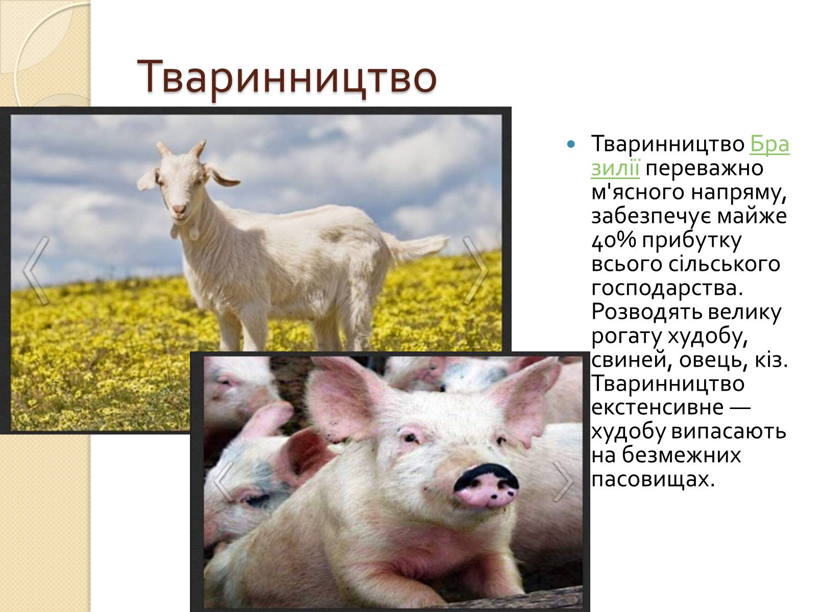 Презентація на тему «Бразилія» (варіант 14) - Слайд #25 Презентація на тему «Бразилія» (варіант 14) - Слайд #25