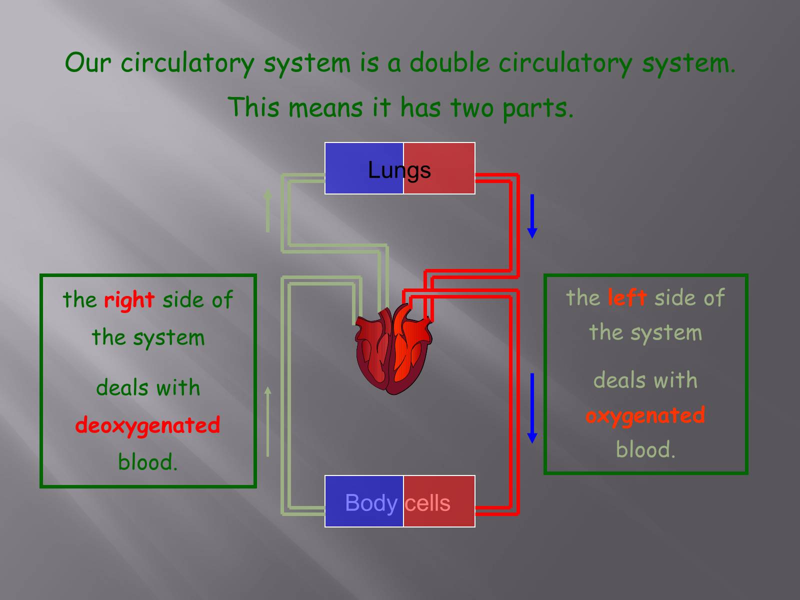 Презентація на тему «Circulatory System» - Слайд #4 Презентація на тему «Circulatory System» - Слайд #4