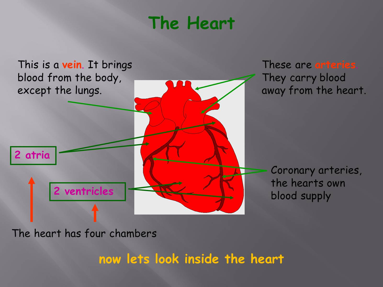 Презентація на тему «Circulatory System» - Слайд #5 Презентація на тему «Circulatory System» - Слайд #5