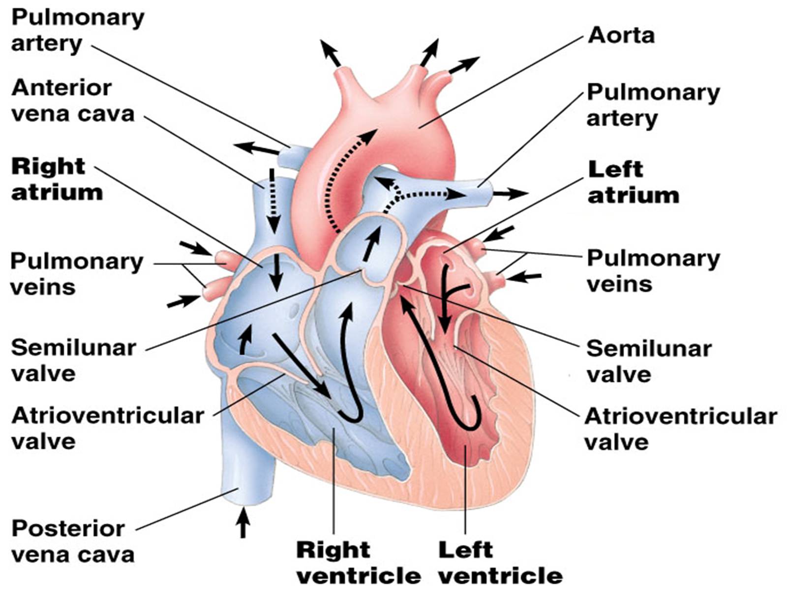 Презентація на тему «Circulatory System» - Слайд #6 Презентація на тему «Circulatory System» - Слайд #6
