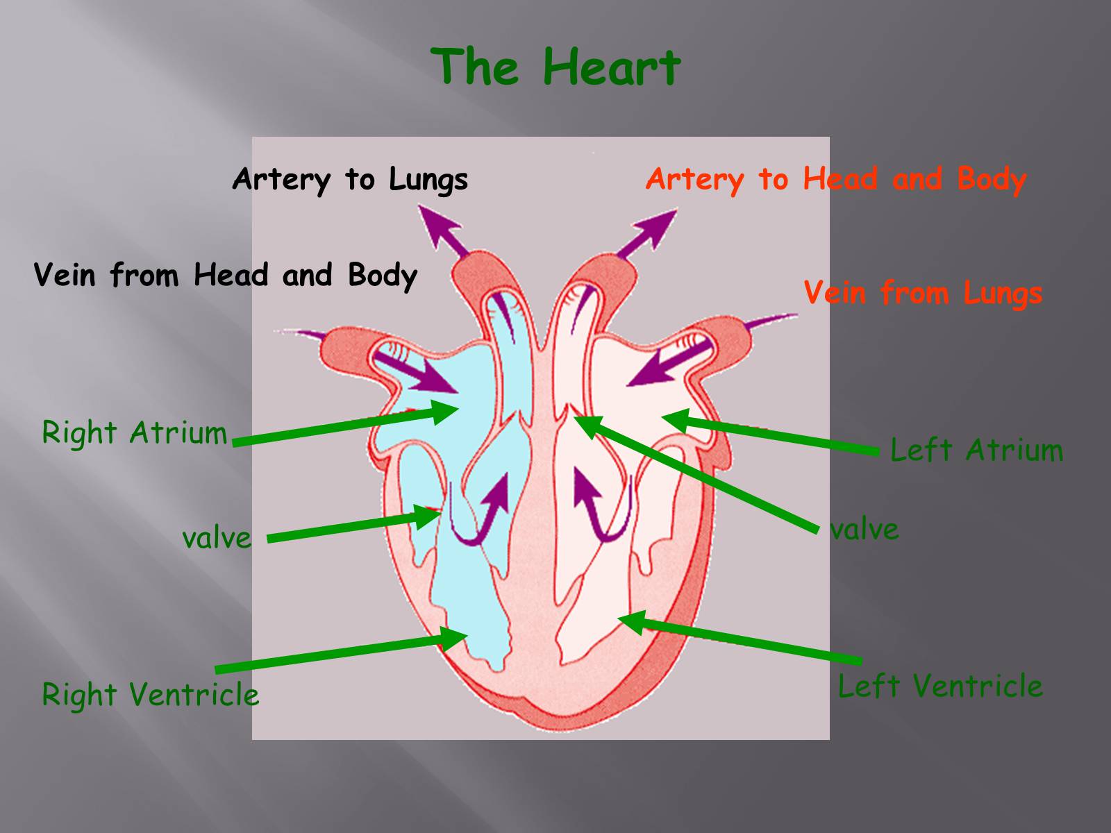 Презентація на тему «Circulatory System» - Слайд #7 Презентація на тему «Circulatory System» - Слайд #7
