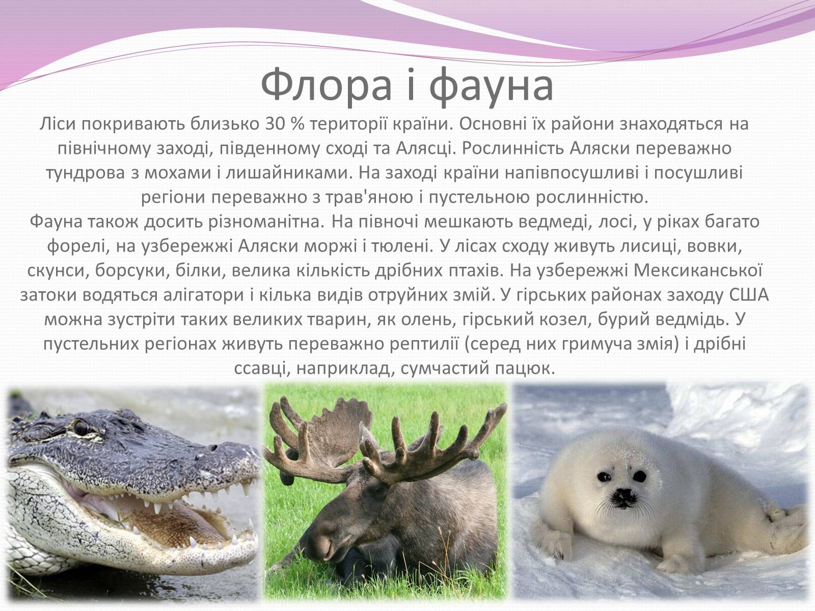 Презентація на тему «Сполучені Штати Америки» (варіант 8) - Слайд #15 Презентація на тему «Сполучені Штати Америки» (варіант 8) - Слайд #15
