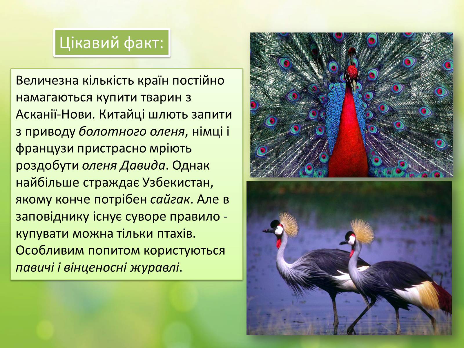 Презентація на тему «Біосферний заповідник «Асканія-Нова» імені Ф.Е.Фальц-Фейна» - Слайд #11 Презентація на тему «Біосферний заповідник «Асканія-Нова» імені Ф.Е.Фальц-Фейна» - Слайд #11