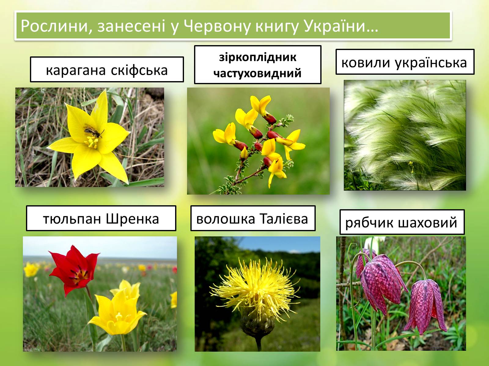 Презентація на тему «Біосферний заповідник «Асканія-Нова» імені Ф.Е.Фальц-Фейна» - Слайд #5 Презентація на тему «Біосферний заповідник «Асканія-Нова» імені Ф.Е.Фальц-Фейна» - Слайд #5
